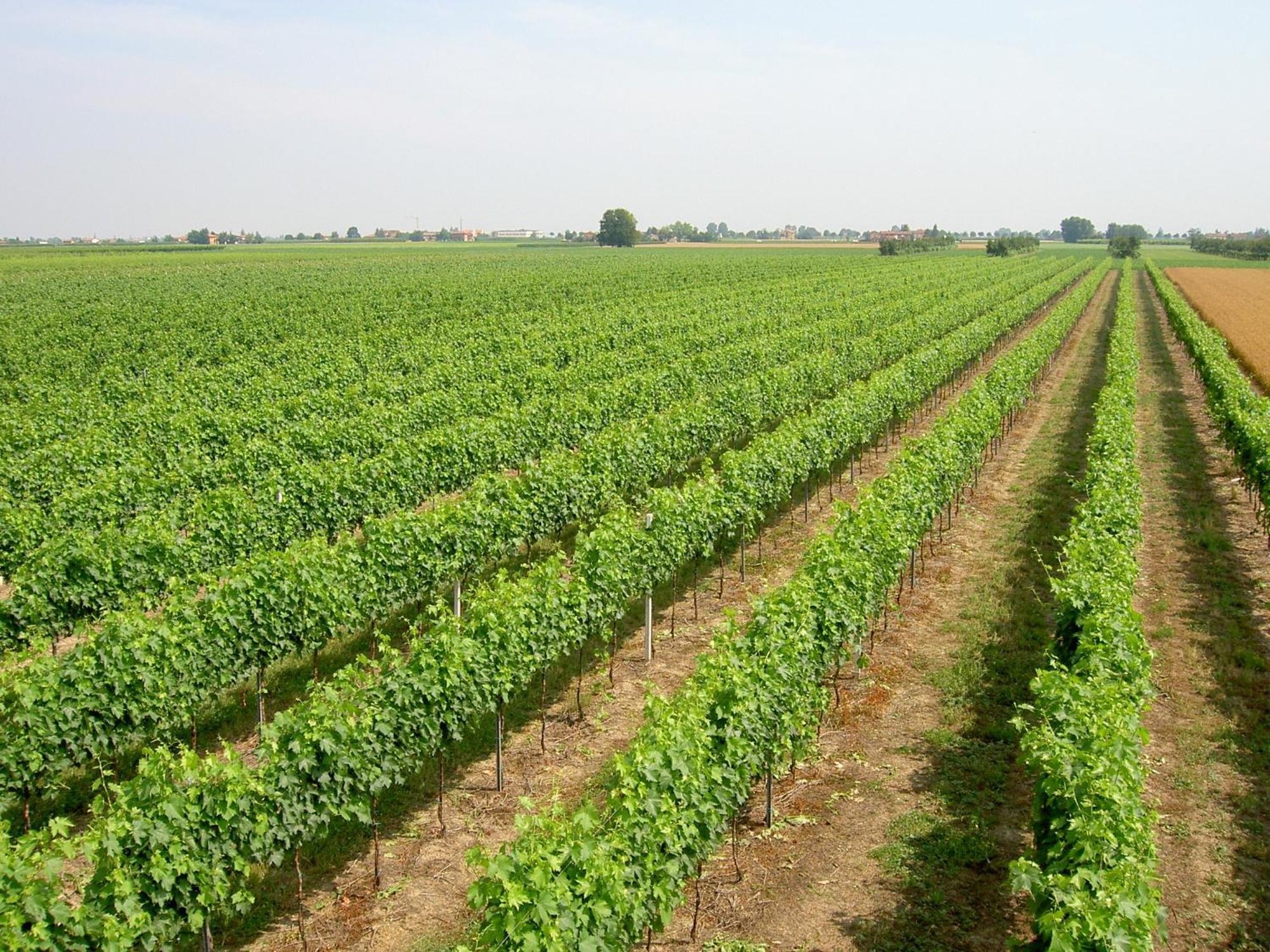 Agriturismo Ravaglia Grande Castel Guelfo Di Bologna Esterno foto